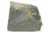 Ordovician Brittle Star (Ophiura) - Morocco #327187-1